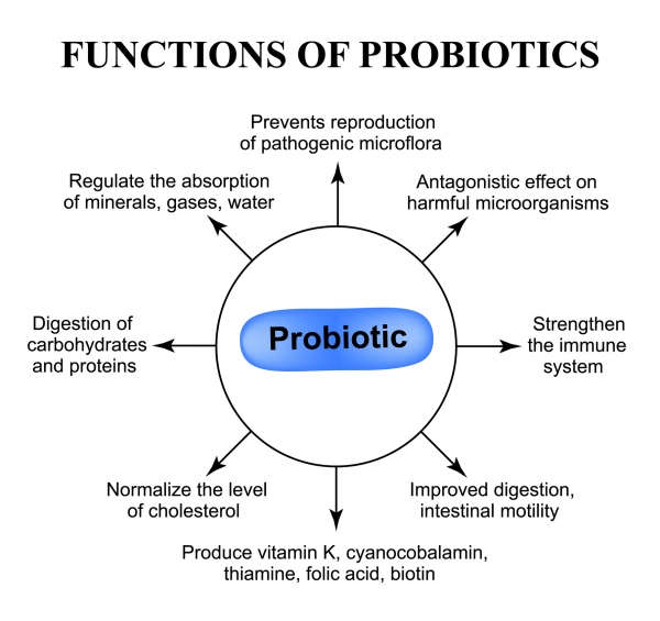What Are Probiotics? Biomed Supplements